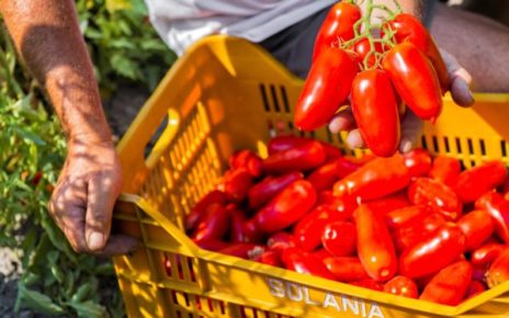 San Valentino Torio, "Aspettando il mio San Marzano" 2024 3 pomodoro san marzano solaniamod