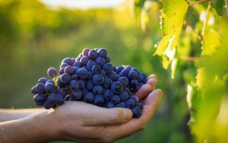Vendemmia 2024, Bottega (Prosecco): "Se clima regge si configura qualità eccezionale" 5 uva vendemmia