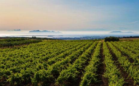 Vendemmia, Bottega: "Clima estremo la mette a rischio, stiamo intervenendo manualmente per salvare qualità" 3 1472079386 0 non solo mozia la proposta il territorio vitivinicolo di marsala patrimonio unesco