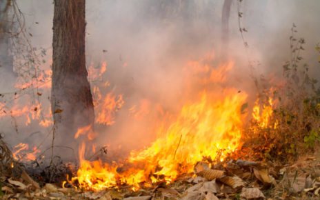 Da Ischia a Roma, i geologi studiano gli impatti degli incendi su frane – dissesto 2 COVER incendio