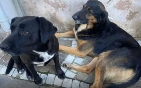 Solopaca, cani di quartiere uccisi a fucilate. Borrelli (AVS): “Giustizia per Miguel e Sofia. Chi è capace di uccidere a sangue freddo rappresenta un pericolo e va assicurato alla giustizia” 3 Cani uccisi Solopaca
