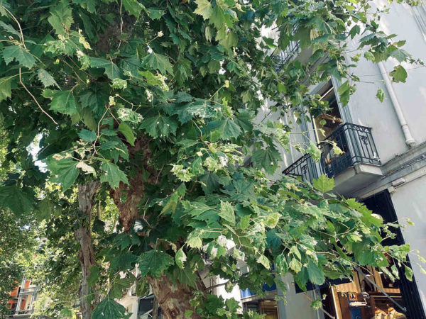 Vomero platano infestato dalla tingide