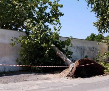 Marigliano, tromba d'aria devasta il Cimitero Monumentale tra alberi sradicati e degrado 3 alberosradicato1