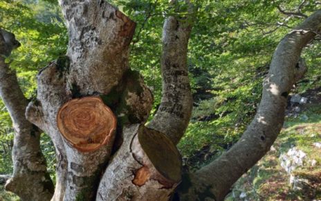 Picentini, taglio illegale fuori controllo: ASA Montella chiede l’intervento del Ministero dell’Ambiente 2 20240924 163344
