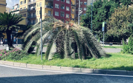 Napoli, Piazza degli Artisti: un’altra palma morente 8 Napoli piaza degli Artisti la palma morente