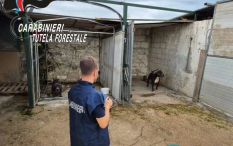 Maltrattamento di cani a Villa di Briano, allevamento abusivo scoperto dai carabinieri forestali 4 carabinieri forestali cani