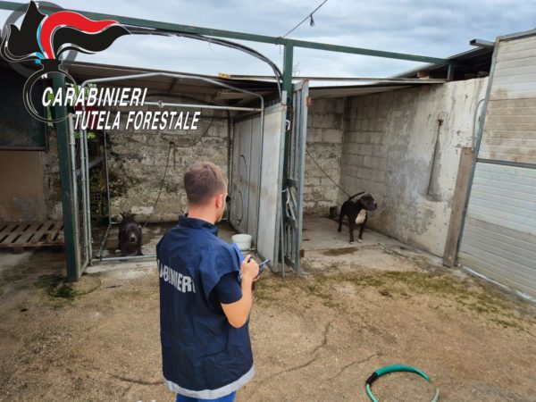carabinieri forestali cani