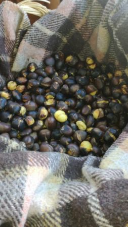 Civitella Licinio, torna la Sagra della Castagna giunta alla 38° Edizione 2 castagna