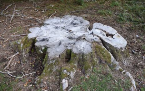 Monti Piacentini, danno ambientale e paesistico incalcolabile 5 IMG 20241111 WA0017