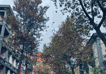 Napoli, SOS dal Vomero per la potatura degli alberi 3 Vomero via Luca Giordano platani che arrivano agli ultimi piani degli edifici