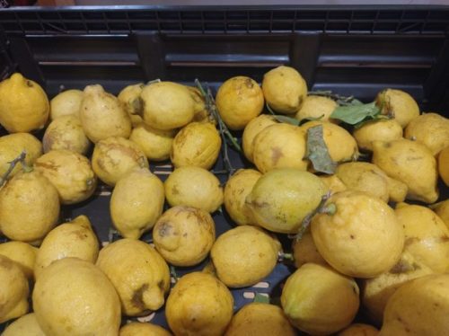 limoni 1