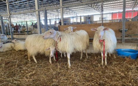 Blue Tongue, Coldiretti Campania lancia l'allarme: denunce per i veterinari che nascondono i decessi 3 Lingua blu