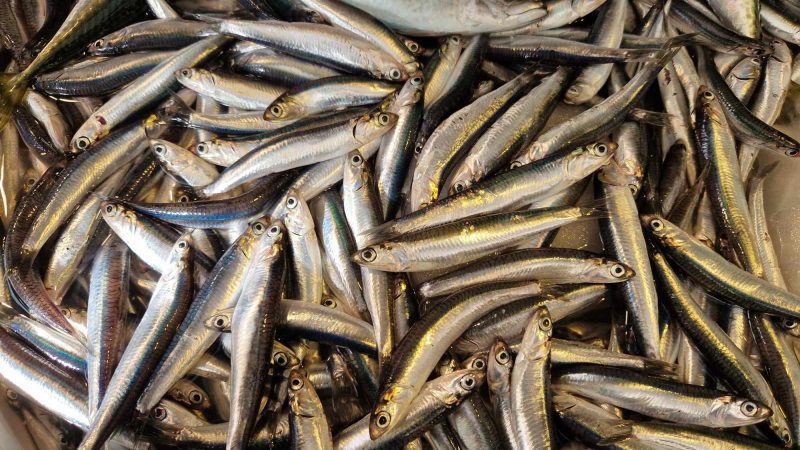 Pozzuoli, al via la seconda edizione di Azzurro Pozzuoli 5 pesce azzurro