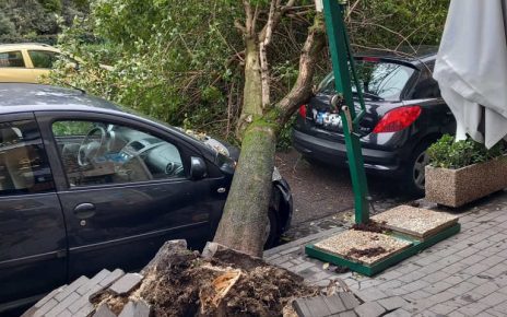 Napoli, cade un albero in via Ruoppolo: ennesima tragedia sfiorata 3 Napoli via Ruoppolo albero caduto 12 01 2025