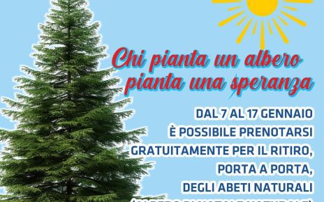 Pollena Trocchia, la raccolta degli Alberi di Natale è porta a porta 3 alberinatale1