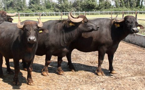 Prevenzione della brucellosi bufalina: Coldiretti Campania invita alla disinfezione delle stalle 3 disinfezione stalle