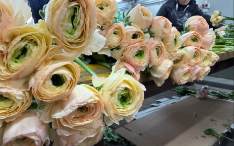 Campania, florovivaismo dell'Agro Nocerino-Sarnese in ginocchio: gravi perdite nella produzione di Ranuncoli Cloni 4 ranuncoli 1
