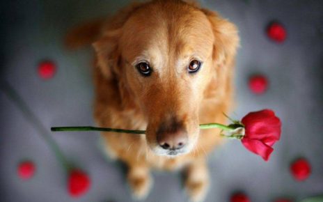 Cava de' Tirreni, San Valentino a 4 zampe: l'amore che adotta. In città la festa degli innamorati diventa un’occasione di solidarietà 6 san valentino compressed 880x587 1