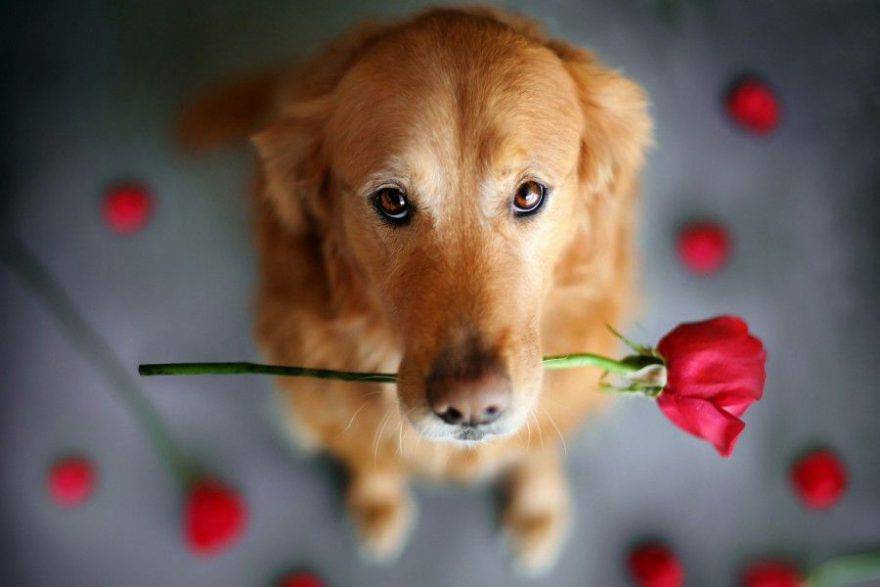 san valentino compressed 880x587 1