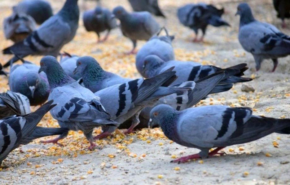 Columba liviamod