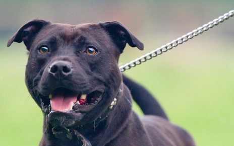 Orrore ad Acerra, bimba di nove mesi uccisa dal pitbull di famiglia: indaga la Procura 3 acerra pitbull bimba morta