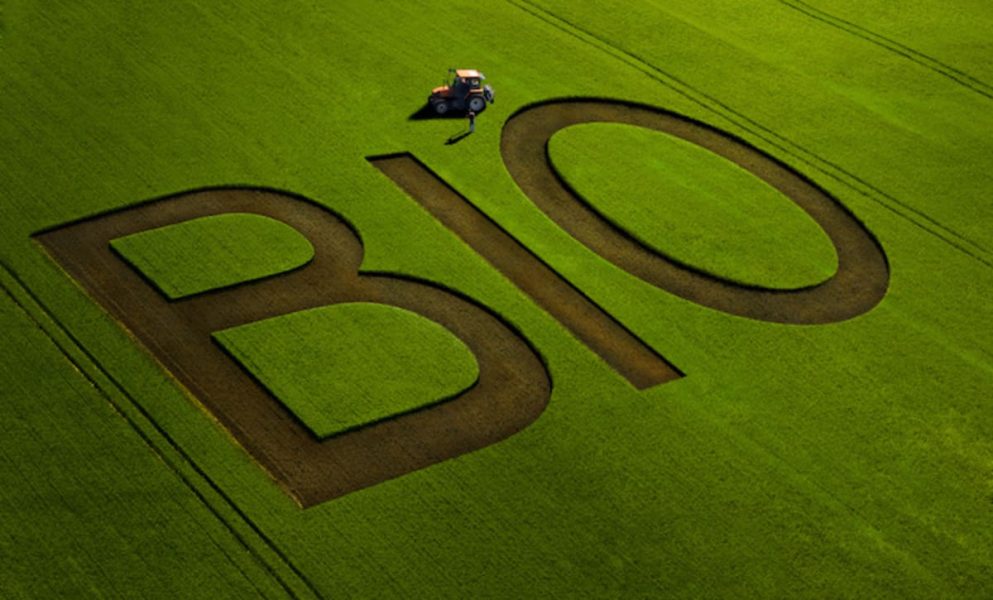 campo bio 1 1