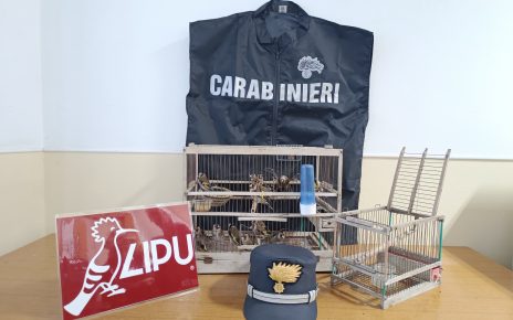 Ercolano, sedici cardellini salvati ed una gabbia-trappola sequestrata: denunciato il responsabile 3 foto del 21 2 2025