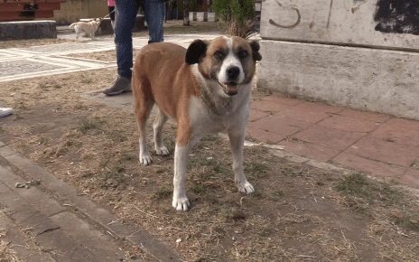 Sally, il cane del cordoglio: Volturara Irpina piange la sua mascotte 4 selly1