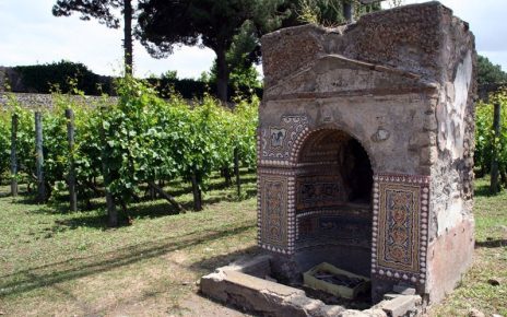 Pompei, tra viti e storia: nasce la prima cantina biologica nel Parco archeologico 4 Scavi di Pompei vigneti abbandonati da 9 mesi. Il nuovo gestore deve produrre vino naturale 4
