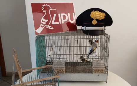 Napoli, tre cardellini salvati ed una gabbia-trappola sequestrata: denunciato il responsabile 3 cardellino21