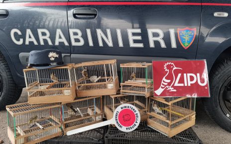Somma Vesuviana, 82enne con il vizio dei cardellini: sequestrati e trasferiti al Centro Recupero Animali Selvatici dell’ASL NA1 5 foto del 14 3 25