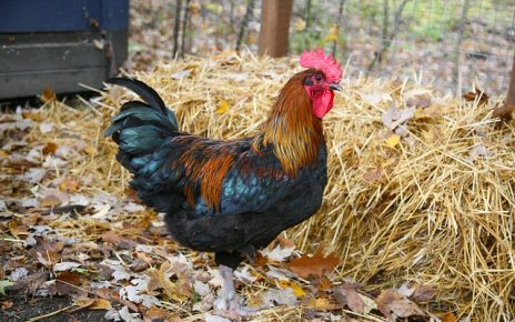 Come vincere al gioco del pollo casino: strategie e suggerimenti Come vincere al gioco del pollo casino: strategie e suggerimenti 8 rooster 1284283 640