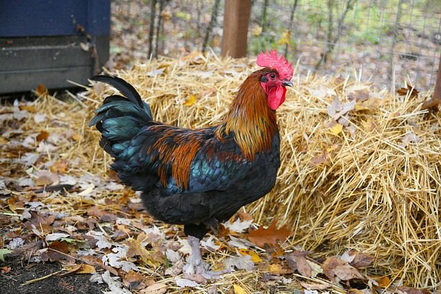 rooster 1284283 640