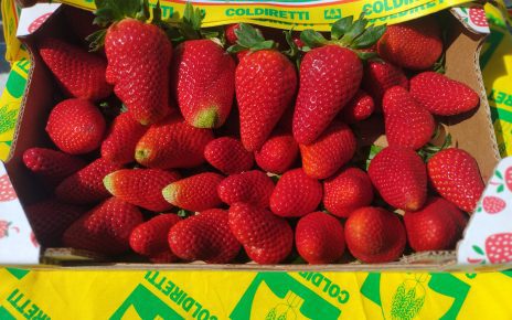 Coldiretti Campania lancia l'allarme: "Pioggia di fragole spagnole sull'Italia, attenti alle etichette" 5 Fragole Campane a Chilometro Zero