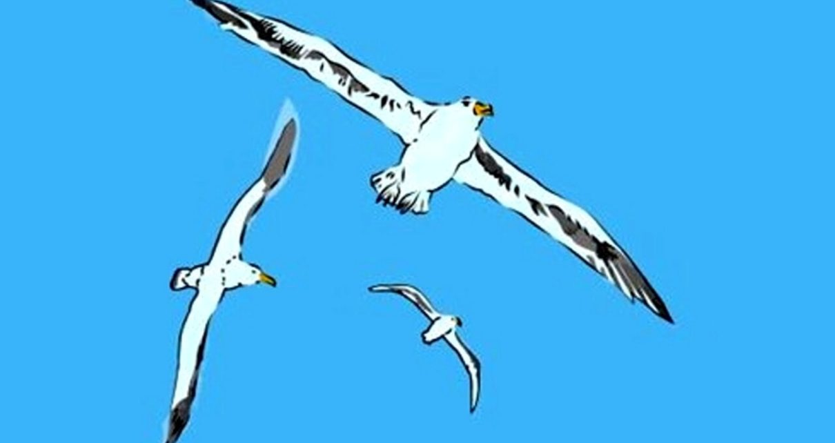 il gabbiano jonathan livingston