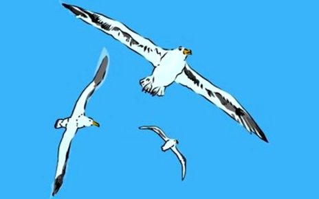 Caro Richard, il tuo gabbiano continua a volare... 5 il gabbiano jonathan livingston