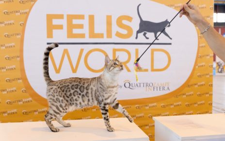 Napoli si colora di zampette, torna "Quattrozampeinfiera" alla Mostra d’Oltremare 4 quattrozampeinfiera 7