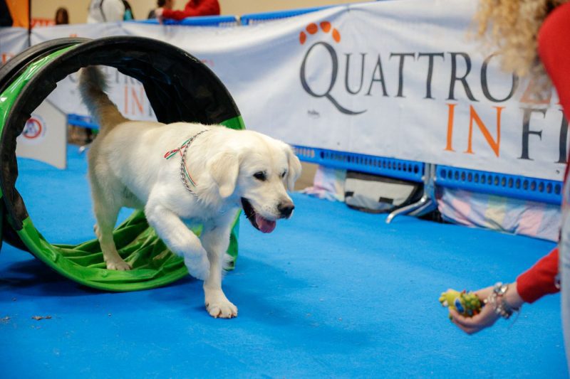 quattrozampeinfiera 9