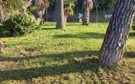 Torre Annunziata, approvato il regolamento sulle aree verdi 3 490608046 122185385768269101 2567501048474701552 n