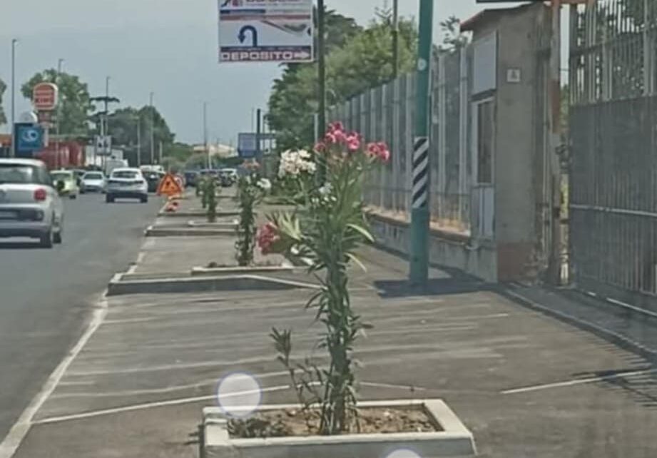 oleandri1