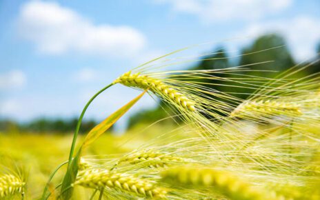 ColtivaItalia - Cia, serve ora approvazione rapida in Parlamento. Fusco (CIA Campania): “Occasione decisiva per l’agricoltura campana, dalle filiere in crisi ai giovani agricoltori” 3 7d983113182b28e4fd262e8c78535267