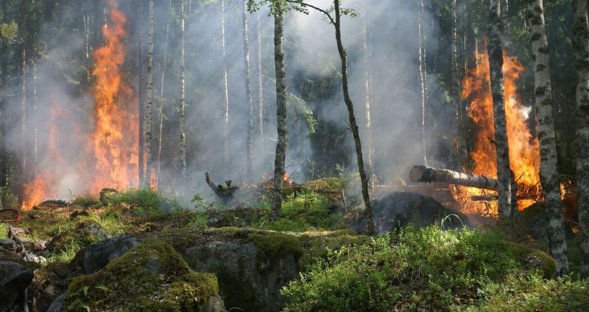 BOSCO IN FIAMME