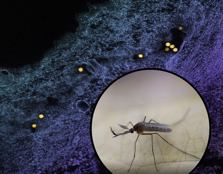 Culex Mosquito and Micrograph of West Nile Virus Particles 768x599 1