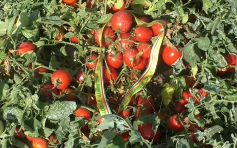 Coldiretti Campania, al via la raccolta di pomodoro: "Numeri in crescita fra tutte le tipologie" 2 Pomodoro da industriamod