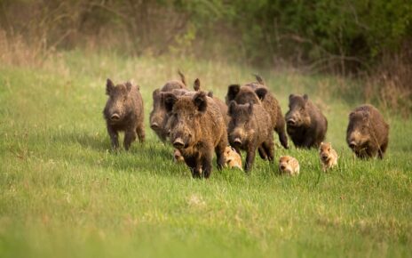 cinghiali fauna selvatica by wildmedia adobe stock 1200x800 1