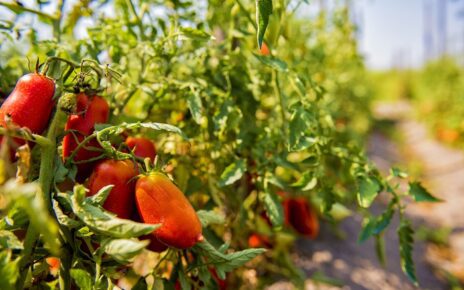 Formazione permanente della Solania per chef e pizzaioli nella San Marzano Academy 4 il mio sanmarzano