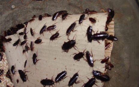 Napoli invasa da blatte, topi e minacciata dalla zanzara killer: la Lega denuncia l'ASL e interviene a sostegno dei cittadini 3 oriental cockroach infestation