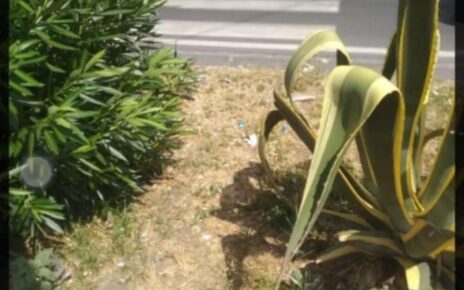 Strisce pedonali nel verde: a Marigliano si attraversa tra le piante grasse 4 sctrisce pedonali
