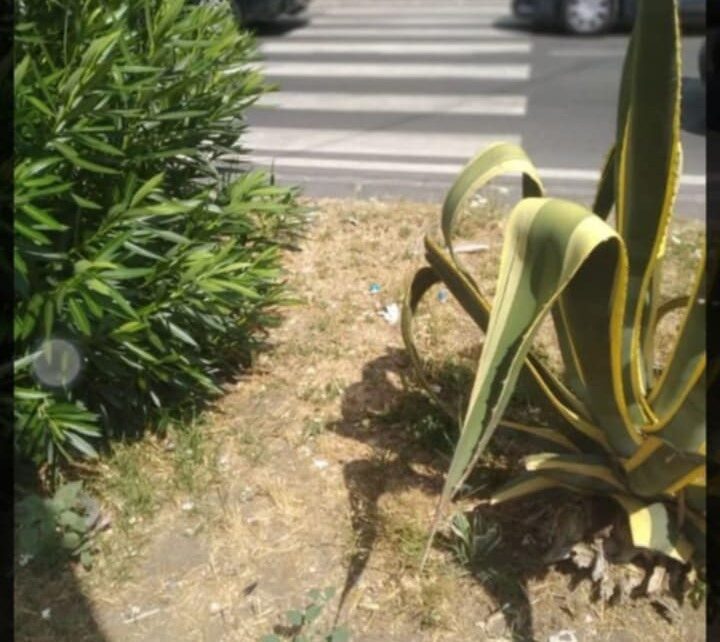 sctrisce pedonali