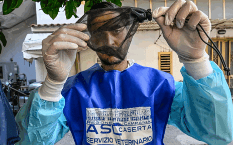 West Nile, altre due vittime nel Casertano: salgono a sette i decessi in provincia 2 9bf5053a 59b4 2675 4fa0 62bb9ad265e3